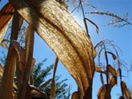Fungo desconhecido destroi milho no sertão do Ceará