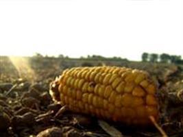 Agrosecurity divulga Boletim sobre levantamento da quebra de safra
