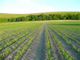 Produtores de Oriximiná iniciam plantio de milho