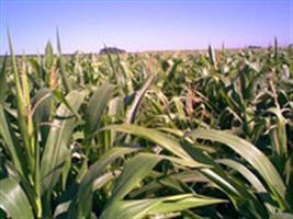 Área para o milho no MT deve crescer 14% e produção 27%
