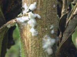 Doenças na soja: período de chuvas exige atenção do produtor
