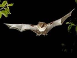 Relação entre javalis e morcegos é preocupante, indica pesquisa