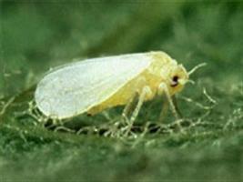 Uso de inseticida contra Helicoverpa armigera aumenta população da mosca-branca
