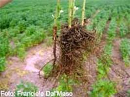 Controle de nematoides: rotação de culturas e variedade resistente de soja