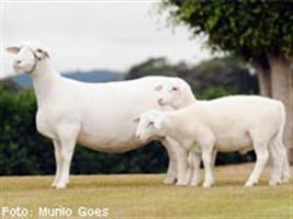 Medidas sanitárias gerais para ovinos e caprinos