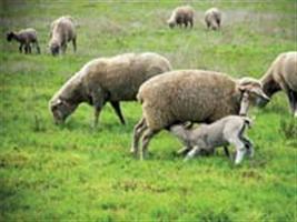 Capacitação vai ensinar produtores a criar e fazer o manejo de ovinos em Campo Grande
