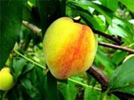 Fruticultura é alternativa dentro da Chamada Pública do Tabaco