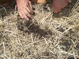 Formação de cobertura vegetal e manejo de plantas daninhas na cultura da soja em sistema plantio