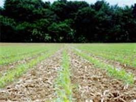 Curso mostra técnicas de plantio do Programa Agricultura de Baixo Carbono