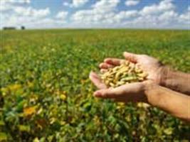Plantio de soja atinge 90% da área