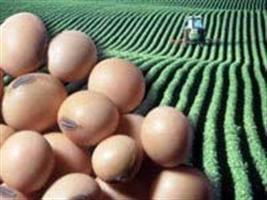 O rei da produtividade da soja do Brasil