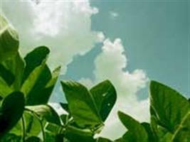 Falta de chuvas preocupa produtores de soja do RS