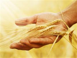 Pró-Sementes divulga desempenho das cultivares de trigo no RS