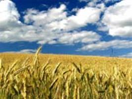 Preços do trigo no RS superam em até 12% valor pago no PR