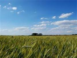 Época de aplicação e desempenho de fungicidas no controle da giberela em trigo