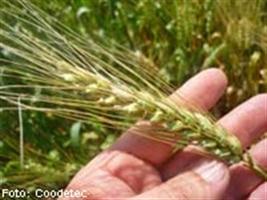 Redução no cultivo de trigo brando pode resultar em nicho de mercado