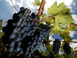 Fumo dá lugar a produção de uvas
