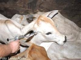 O Brasil tem o maior rebanho bovino livre de febre aftosa do mundo