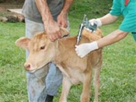 Adapec capacita produtores rurais para vacinação contra a brucelose