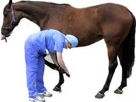 Secretaria da Agricultura confirma nomes para a Defesa Animal e Cispoa