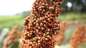 Sorgo como cultura estratégica é tema de seminário
