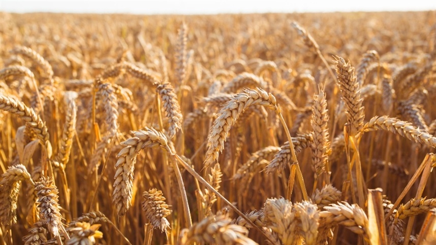 Estoques de trigo do Egito devem diminuir