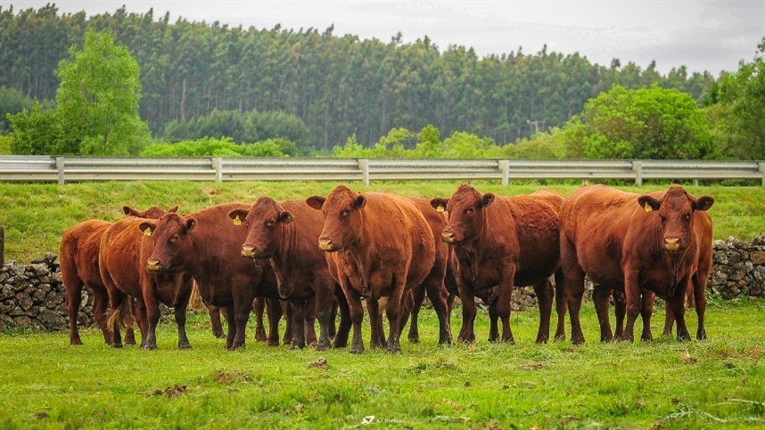 Preços do boi caem com expectativa de aumento na oferta de animais a pasto