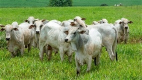 Rebanho bovino supera a população humana em 15%