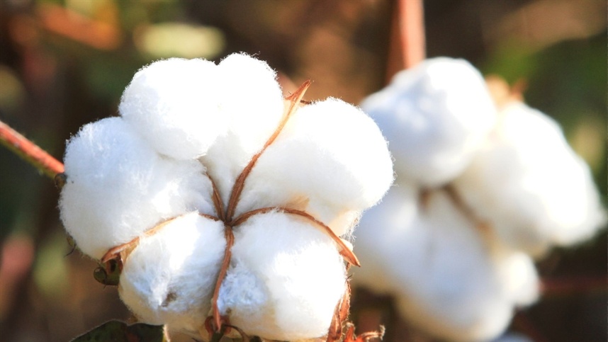 Colheita de algodão inicia na Bahia