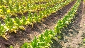 Evento marca a abertura da colheita do tabaco em São Lourenço do Sul 