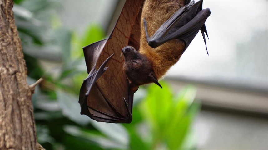 Pesquisa analisa morcegos para mitigar doenças