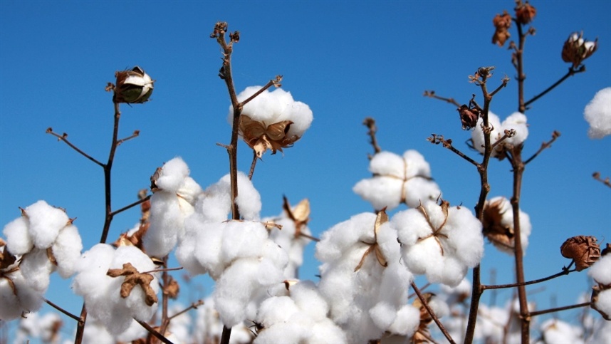 USDA indica aumento de 15% na produção de algodão