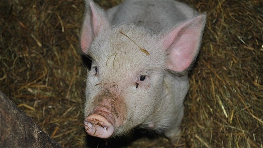 Paraná liderou a importação de suínos de alta genética
