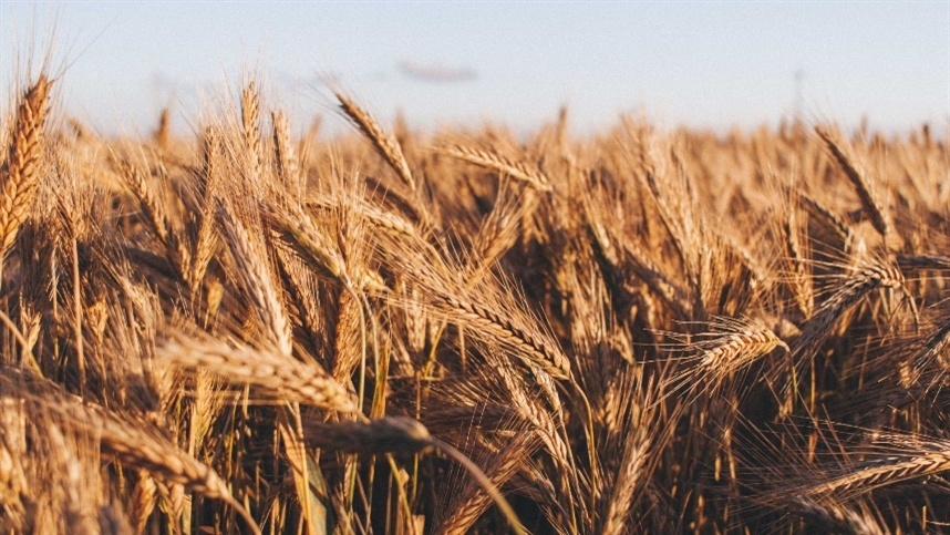 Área plantada de trigo aponta possível queda