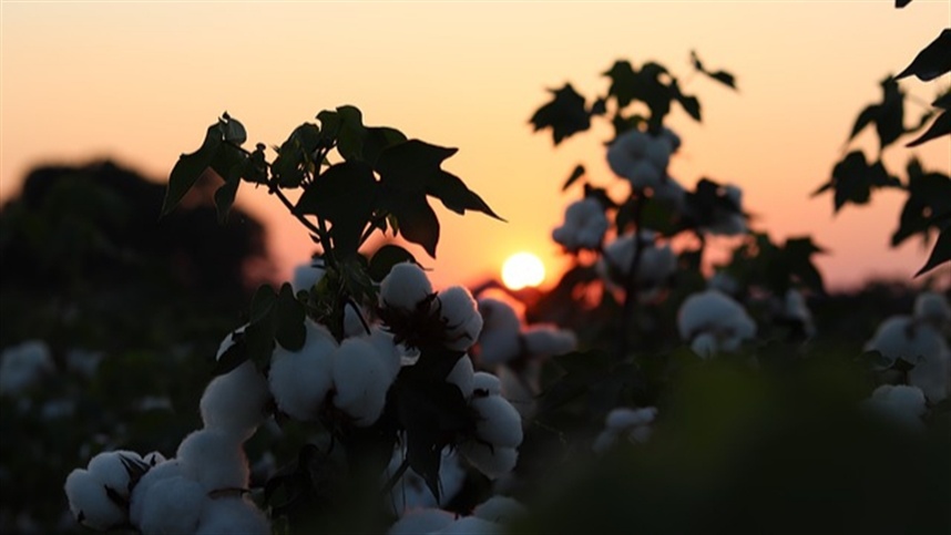 Plantio de algodão nos EUA supera expectativas