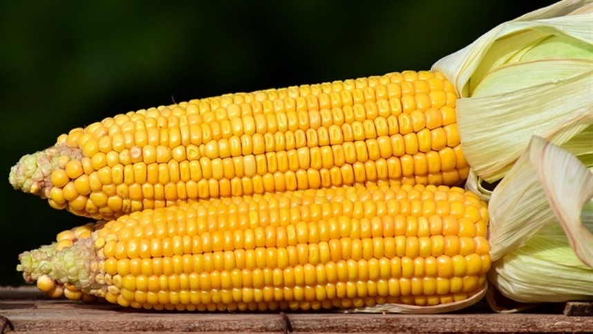 USDA revisa números para o milho