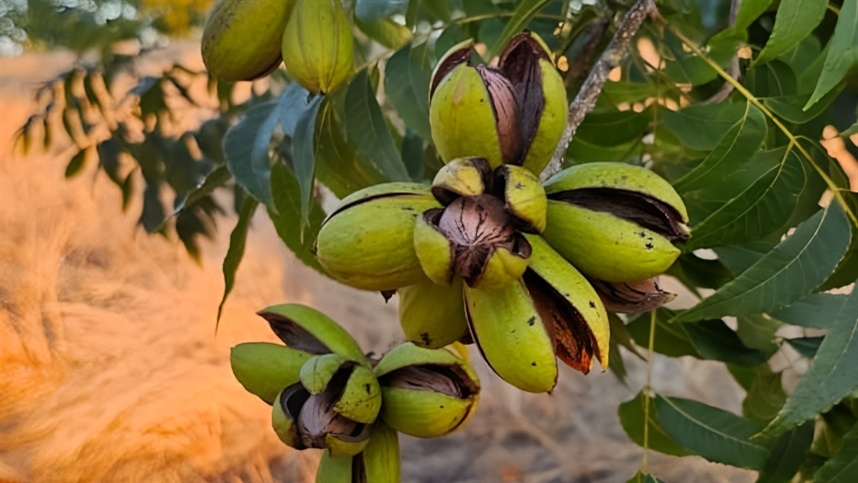 Mercado e manejo definem debate sobre a produção de noz-pecã
