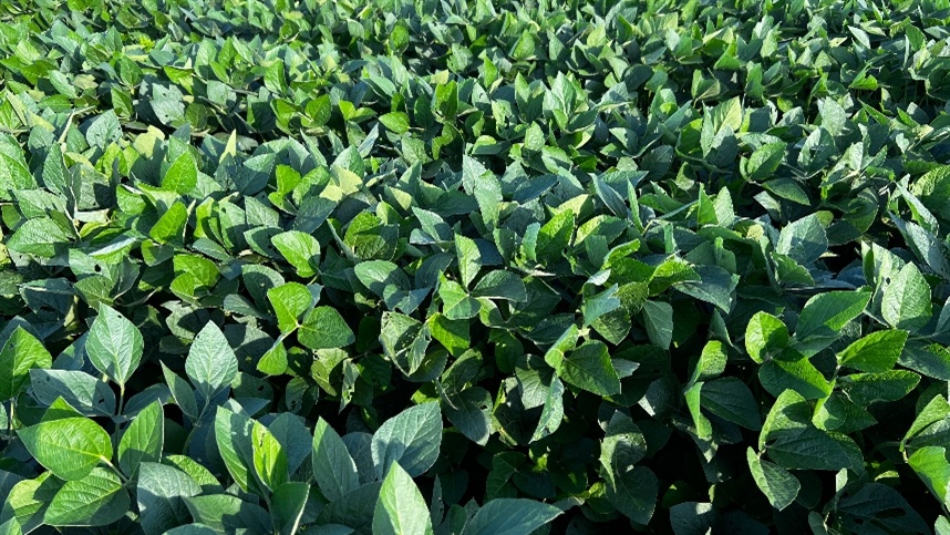 Nitro lança Elmo Max, solução biológica avançada no controle de nematoides