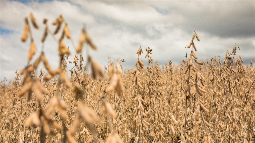 Show Rural Coopavel: BASF destaca soluções integradas para aumentar a eficiência dos sistemas de cultivo da soja e do milho