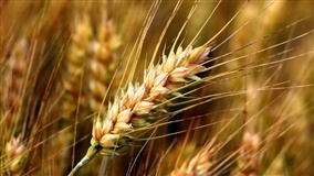 Índia construirá instalações para processar trigo preto