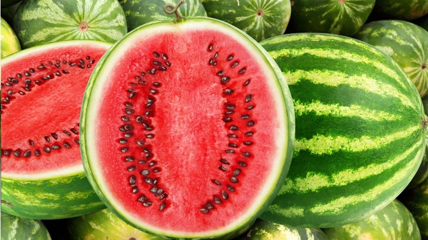 Melancia: início da colheita ocorre com baixa umidade