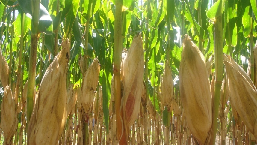 Chuvas são favoráveis para o milho em Mato Grosso