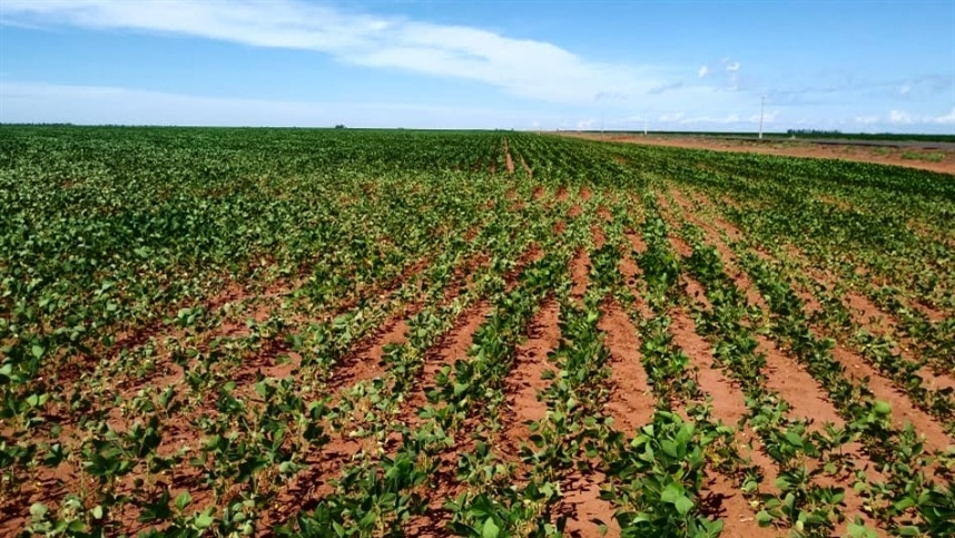 EUA: plantio de soja para a nova safra dispara com previsão de crescimento