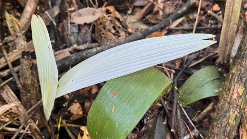 Santuário preservado: descoberta de palmeiras albinas reflete alto grau de preservação da Estação Ecológica Rio Acre (AC)