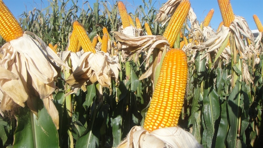 MT: colheita da safra de milho é a mais adiantada da história