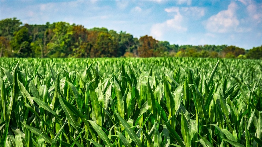 USDA projeta tombo de 11% na safrinha de milho