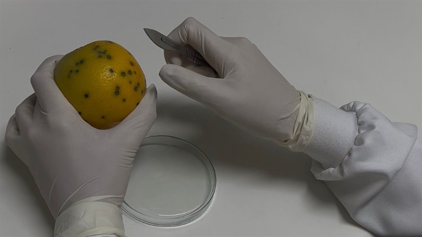 Fundecitrus identifica resistência parcial do fungo da pinta preta às estrobilurinas