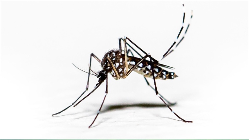 O café pode combater a dengue