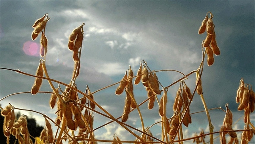 Colheita de soja alcança 25,50% da área estimada na Argentina