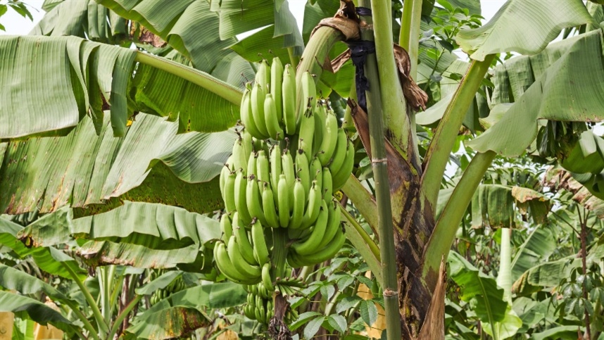 Praga pode causar perdas de até 80% nos bananais